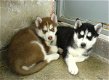 Verbazingwekkende Blue Eyes Siberische Husky Puppies - 0 - Thumbnail