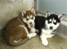 Verbazingwekkende Blue Eyes Siberische Husky Puppies