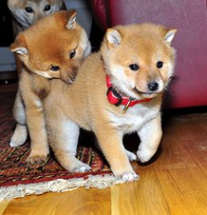 Mannelijke en vrouwelijke shiba inu-puppy's beschikbaar