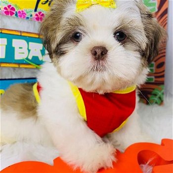 Shih Tzu-puppy's van zuiver ras - 0