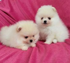 Mooie Pommerse puppy's voor een goed huis