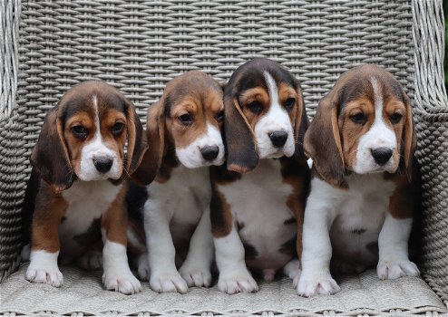 Beagle pups mogen het nest verlaten - 0