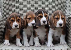 Beagle pups mogen het nest verlaten