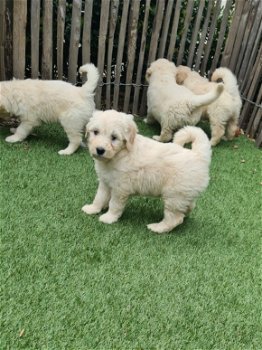 Goldendoodle pups (Golden retriever x poedel, golden doodle) - 0