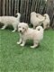 Goldendoodle pups (Golden retriever x poedel, golden doodle) - 0 - Thumbnail