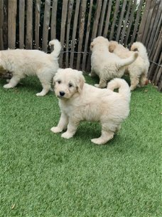 Goldendoodle pups (Golden retriever x poedel, golden doodle)