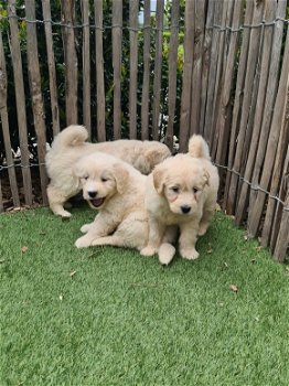 Goldendoodle pups (Golden retriever x poedel, golden doodle) - 1