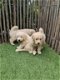 Goldendoodle pups (Golden retriever x poedel, golden doodle) - 1 - Thumbnail
