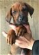 Rhodesian Ridgeback pups ruim 7 weken oud - 0 - Thumbnail