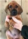 Rhodesian Ridgeback pups ruim 7 weken oud - 1 - Thumbnail