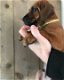 Rhodesian Ridgeback pups ruim 7 weken oud - 2 - Thumbnail