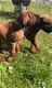 Rhodesian Ridgeback pups ruim 7 weken oud - 3 - Thumbnail