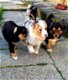 Prachtige Blue merle Border collie pups (ouders te zien) - 0 - Thumbnail