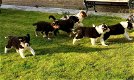 Prachtige Blue merle Border collie pups (ouders te zien) - 1 - Thumbnail