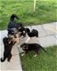 Prachtige Blue merle Border collie pups (ouders te zien) - 2 - Thumbnail