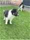 Tricolore Border collie pups (ouders aanwezig) - 0 - Thumbnail