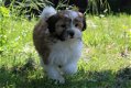 Boomer Pups - 1 - Thumbnail