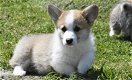 Welsh Corgi Pembroke pups te koop - 0 - Thumbnail