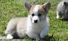 Welsh Corgi Pembroke pups te koop