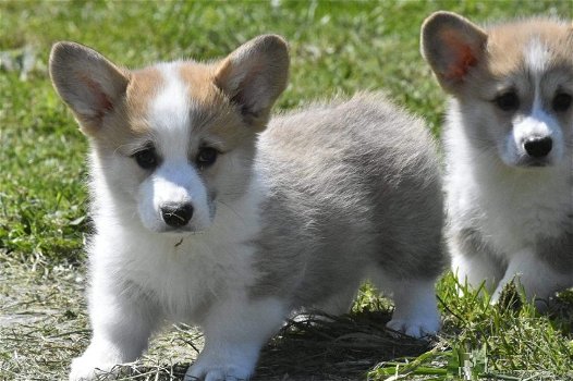 Welsh Corgi Pembroke pups te koop - 1