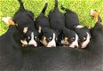 Appenzeller Sennenhond pup puppy’s puppies - 0 - Thumbnail