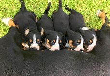 Appenzeller Sennenhond pup puppy’s puppies