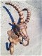 Steenbokkop met horens-kledinghaak- jacht-Garderobe - 0 - Thumbnail