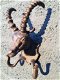 Steenbokkop met horens-kledinghaak- jacht-Garderobe - 7 - Thumbnail