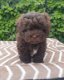 Shihpoo puppy - 0 - Thumbnail