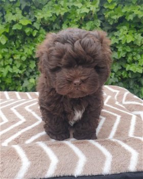 Shihpoo puppy - 0