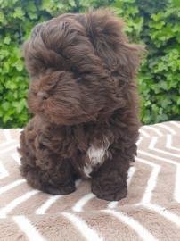 Shihpoo puppy - 1