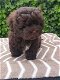 Shihpoo puppy - 2 - Thumbnail