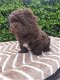 Shihpoo puppy - 4 - Thumbnail