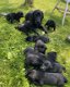 Labrador pups - 1 - Thumbnail