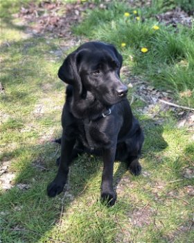 Labrador pups - 2