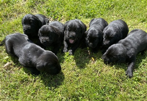 Labrador pups - 3