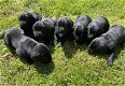 Labrador pups - 3 - Thumbnail