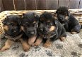 Duitse Herder Pups - 1 - Thumbnail