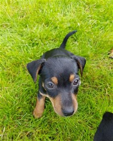 Jack russel pups reu