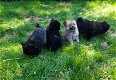 Dwergkees pups - 1 - Thumbnail