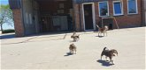 Beagle pups mogen het nest verlaten - 0 - Thumbnail