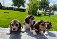Beagle pups mogen het nest verlaten - 1 - Thumbnail