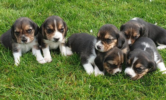 Beagle pups mogen het nest verlaten - 2
