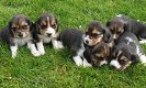 Beagle pups mogen het nest verlaten - 2 - Thumbnail