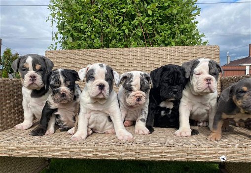 Engelse bulldog pups keuze uit 2 jonge nestjes - 0