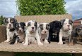 Engelse bulldog pups keuze uit 2 jonge nestjes - 0 - Thumbnail