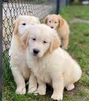 Golden retriever pups - 0