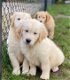 Golden retriever pups - 0 - Thumbnail