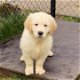 Golden retriever pups - 1 - Thumbnail