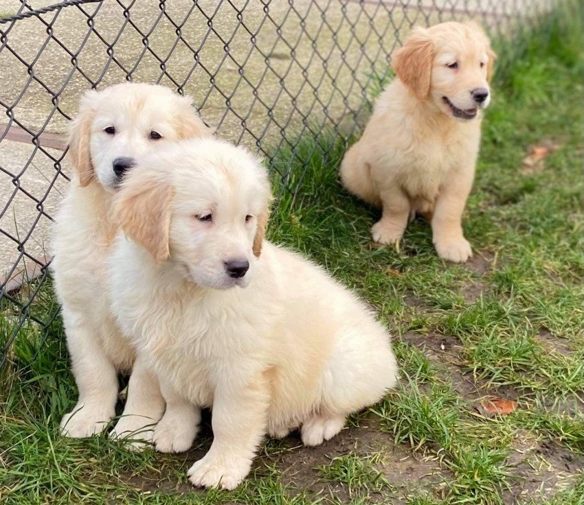 Golden Retriever Pups   94007017 2 